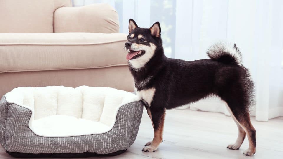 מיטת כלב לסלון